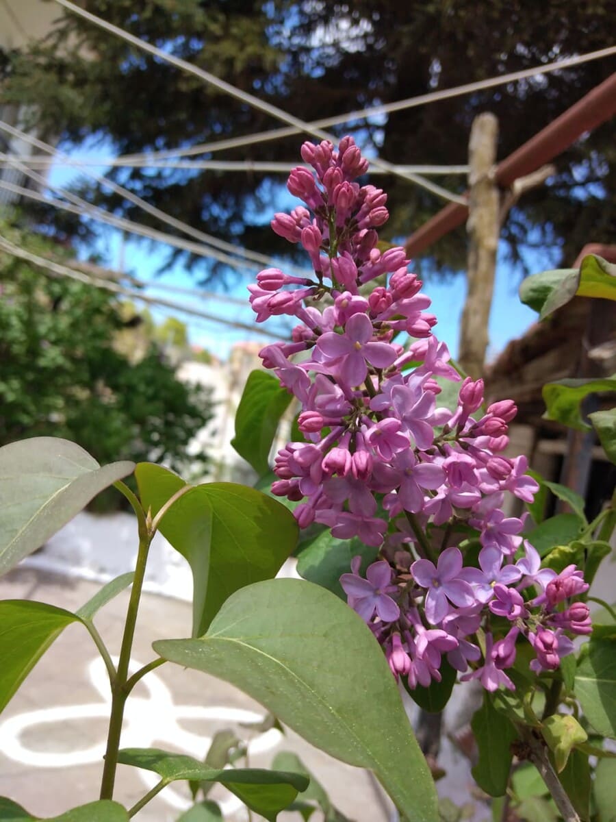 ΚΑΛΗ ΠΡΩΤΟΜΑΓΙΑ, ΚΑΛΟ ΜΗΝΑ.