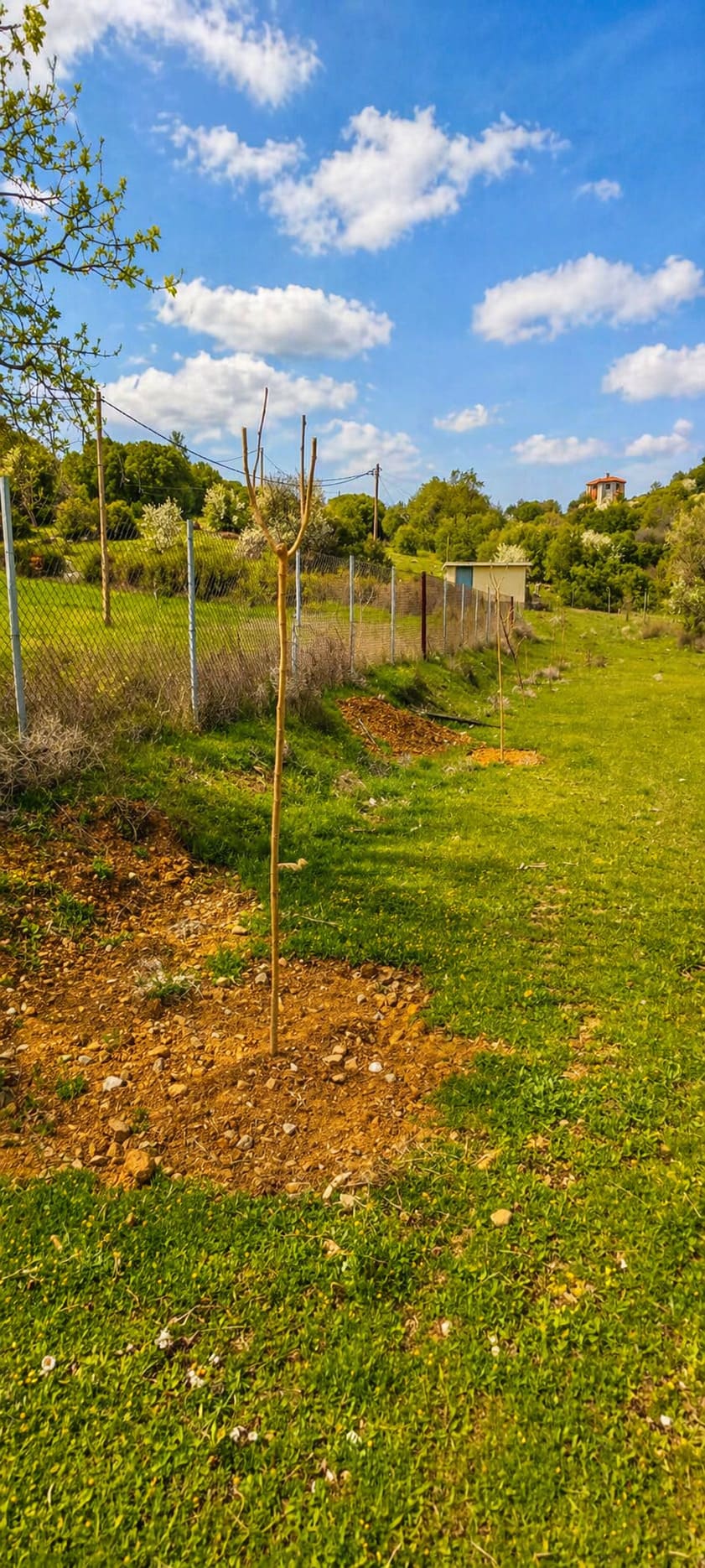 Δεντροφύτευση Καραβάνος