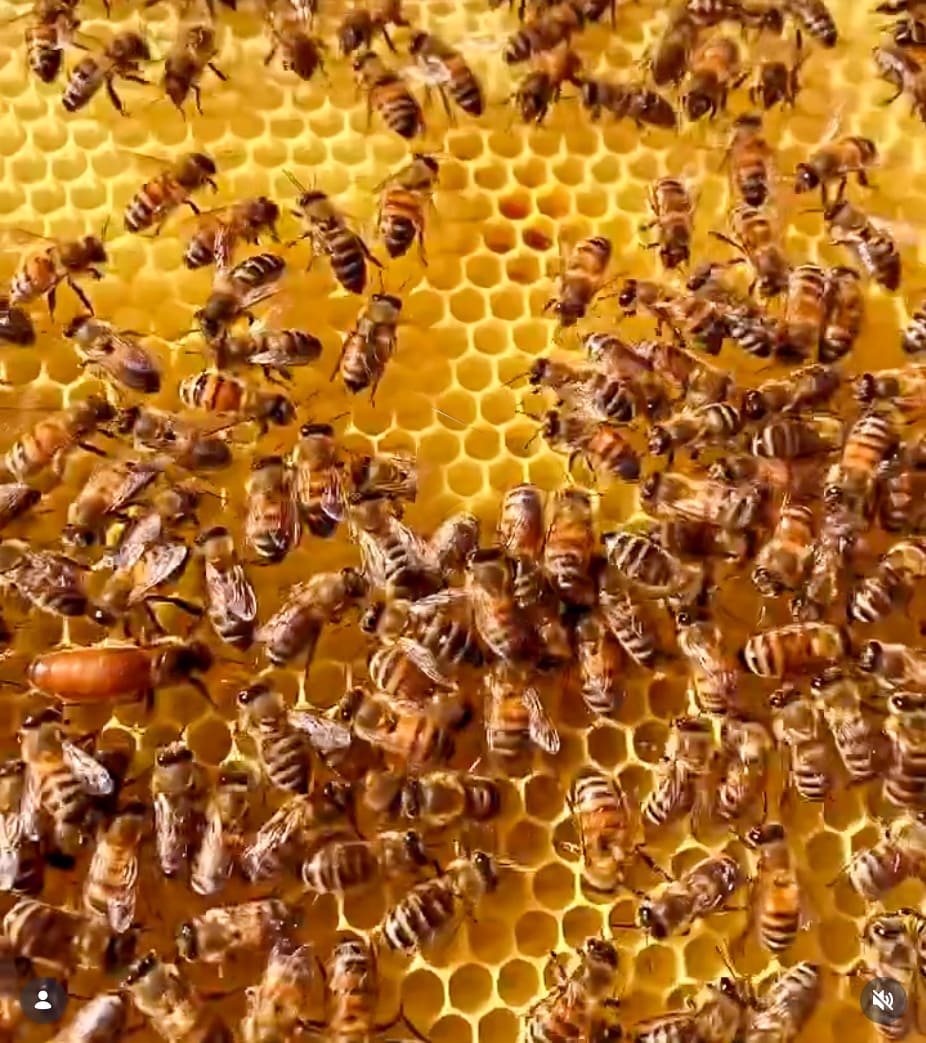 Μέλισσες πάνω σε κηρήθρα