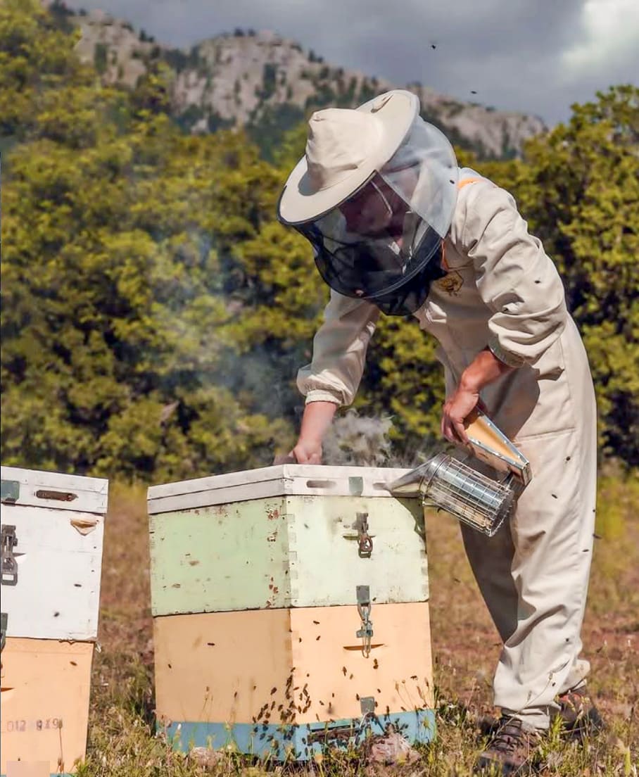 Μελισσοκόμος του Μελιού Κορυφή δίπλα στις κυψέλες στη Νυμφασία